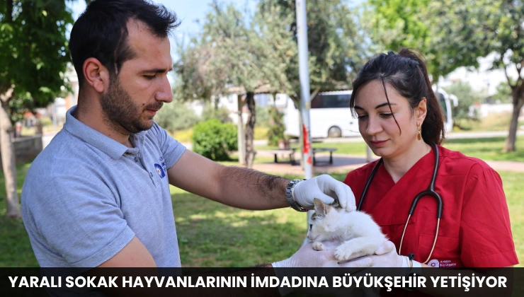 Yaralı Sokak Hayvanlarının İmdadına Büyükşehir Yetişiyor