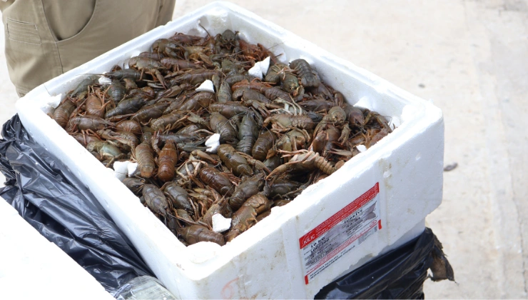 Antalya Otogarı'nda Şok Denetim! 90 Kilo Kerevite El Konuldu - Mega TV Alanya haber 83 - Mega TV