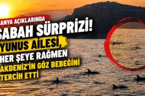Antalya İçin Isı Alarmı! BM Uzmanı Isı Eylem Planını Yerinde İnceledi - Mega TV thumbnail