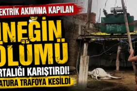 Alanya Üniversitesi Öğrencileri İçin Yeni Dönem! İŞKUR Kampüs Hizmeti Başlıyor - Mega TV thumbnail