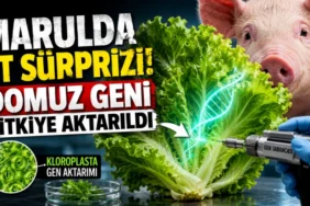 Antalya Halk Et 6 Yaşında: Antalyalıların Güvenli Adresi Olmayı Sürdürüyor - Mega TV thumbnail