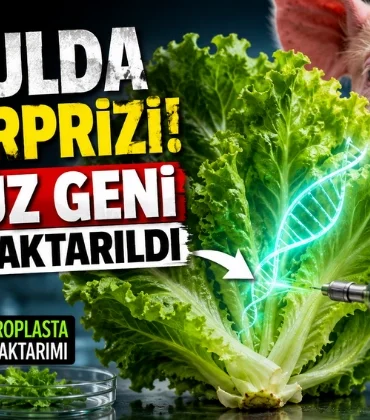 Alanya haber - 2026-08-18T094857.342