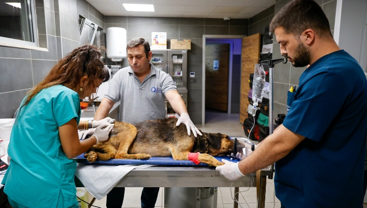 Yangının Sessiz Mağdurları: 105 Köpek Güvenli Alana Nakledildi - Mega TV Alanya haber 2026 09 08T113931.088 - Mega TV