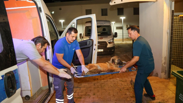 Yangının Sessiz Mağdurları: 105 Köpek Güvenli Alana Nakledildi - Mega TV Alanya haber 2026 09 08T113946.594 - Mega TV