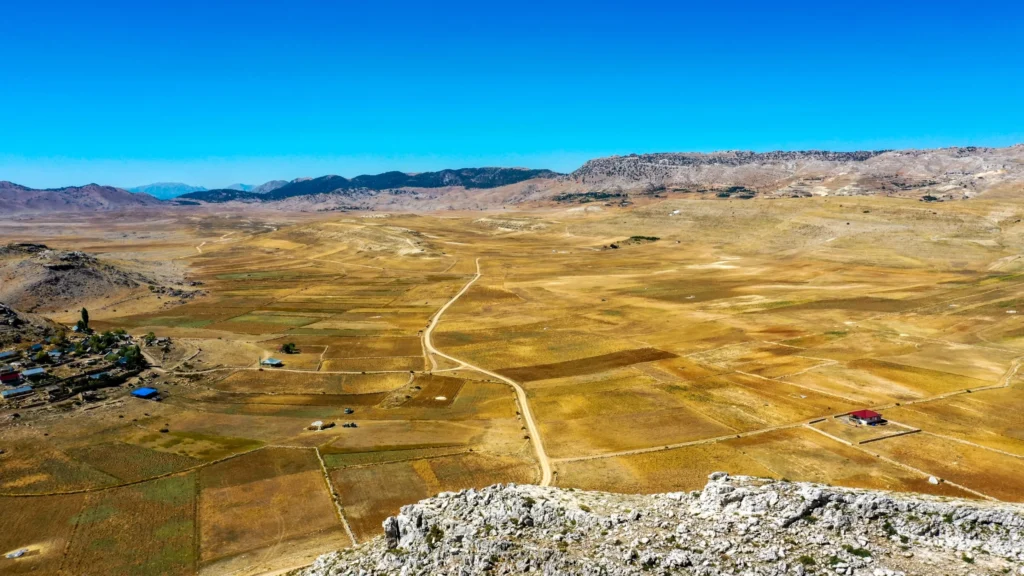 Gazipaşa Belediyesi nohut hasadı yaptı