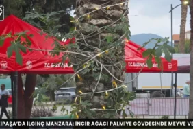 Alanya haber 51 1 - Mega TV