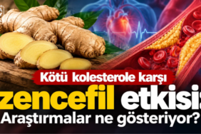 Alanya haber 82 - Mega TV